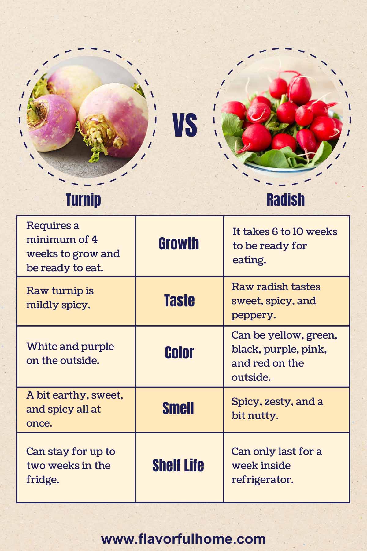 Infographic comparing turnip and radish taste, color, smell, growth. 