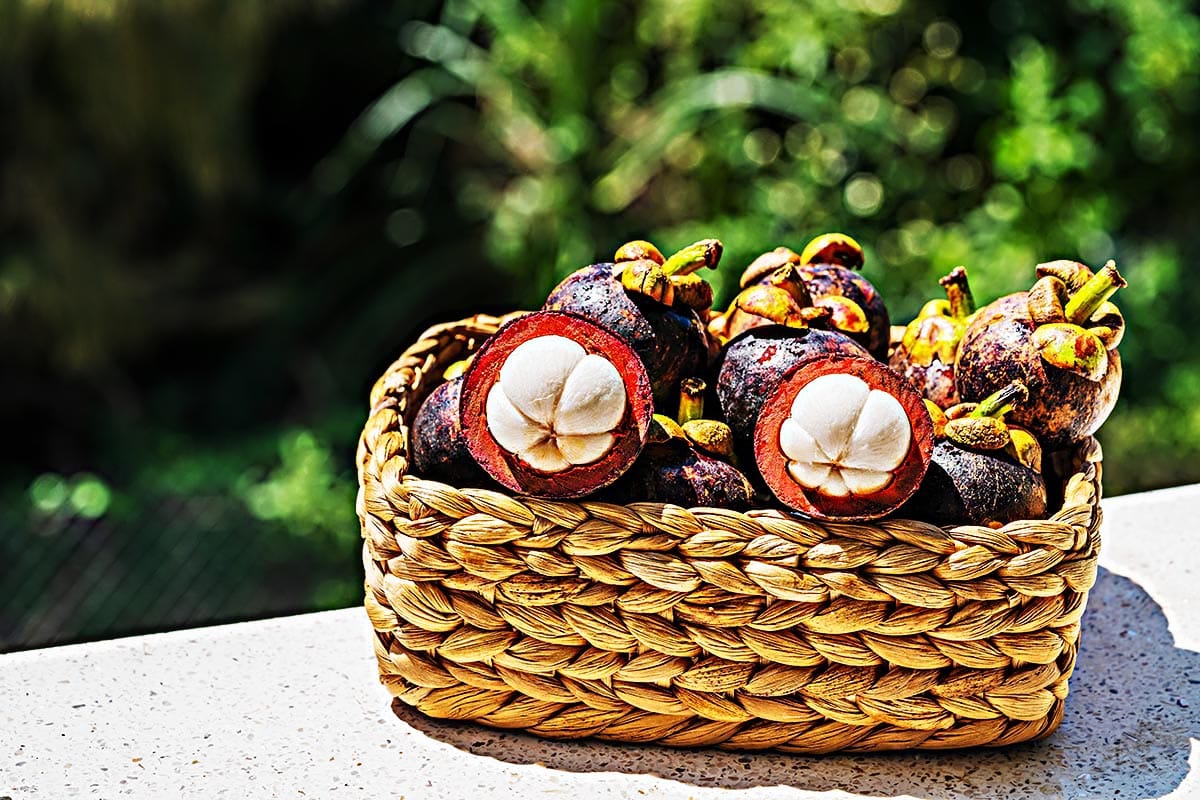 Basket with freshy picked mangosteen fruits. 