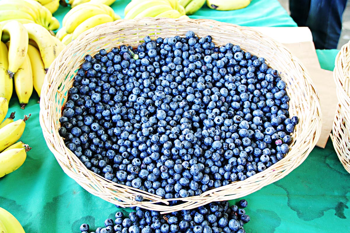 Basket filled with freshly picked acai berries. 