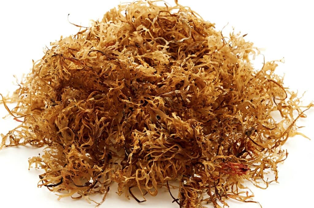 What Does Sea Moss Taste Like? Find Out About Its Flavor - Flavorful Home