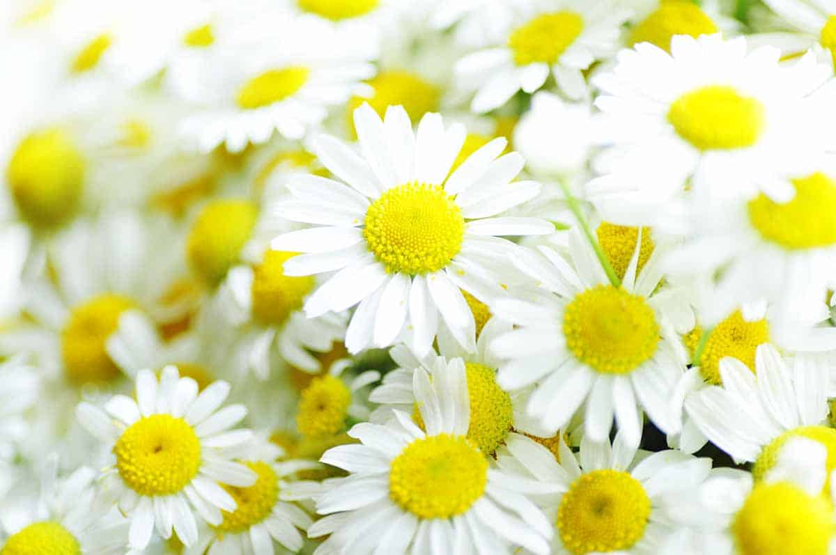 Close up image of Chamomile flowers. 