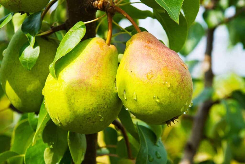 Williams pears growing on the tree. 