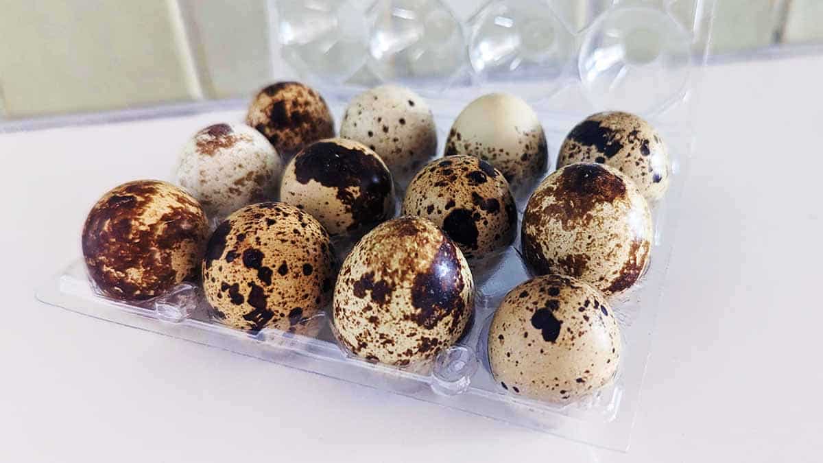Boiled quail eggs stored in the container on top of white countertop. 