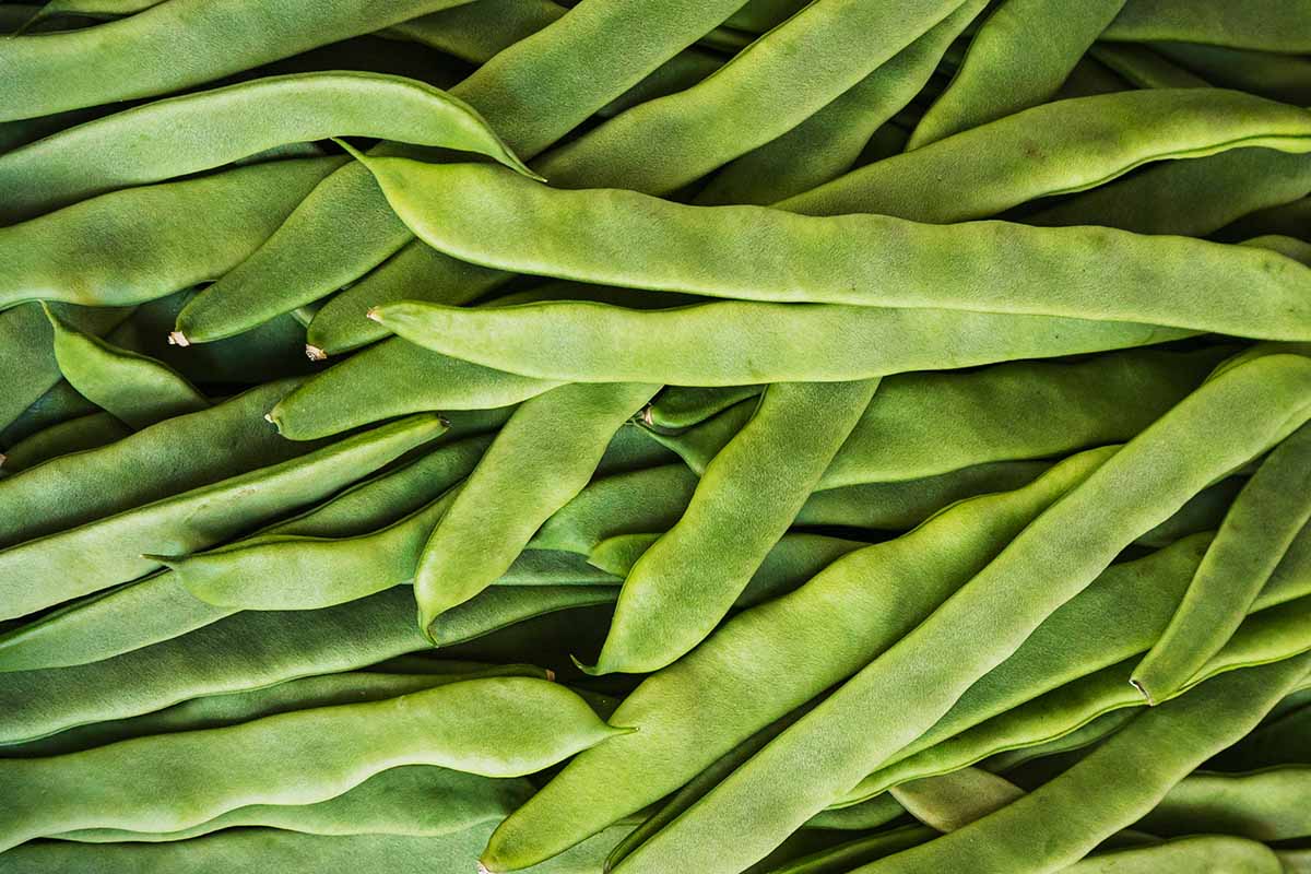 Substitute For BlackEyed Peas Top 12 Choices Flavorful Home