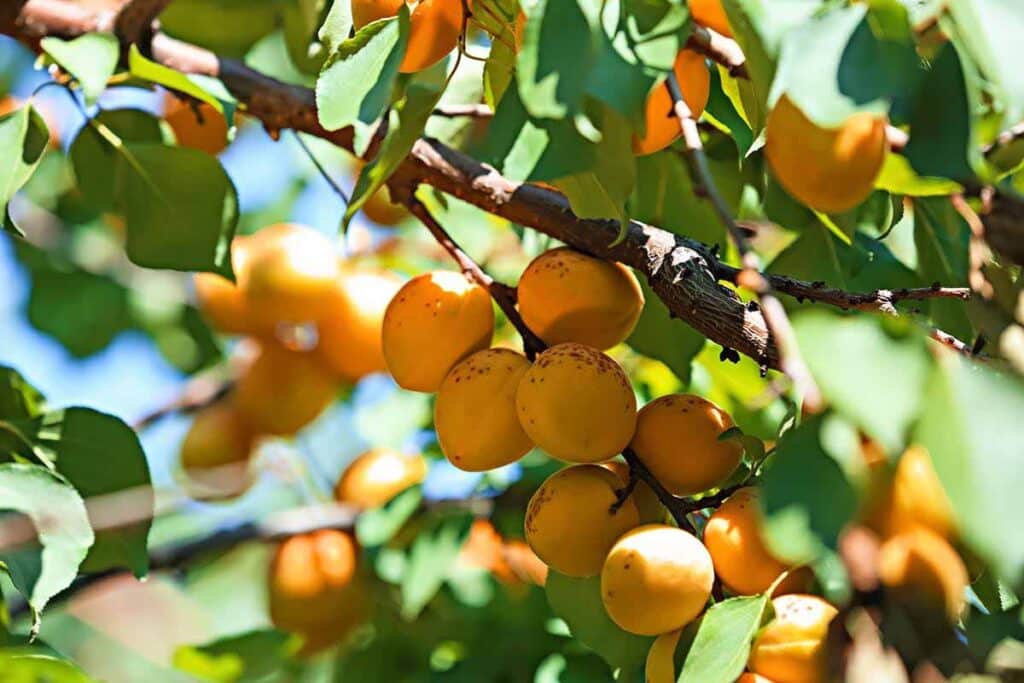 Tree with growing apricots, close up image. 